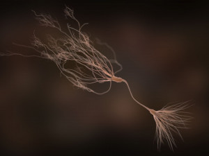 ultra realistic neurons set of 9 unique variations Modèle 3D