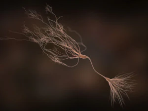 ultra realistic neurons set of 9 unique variations 3D Model