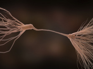 ultra realistic neurons set of 9 unique variations Modèle 3D
