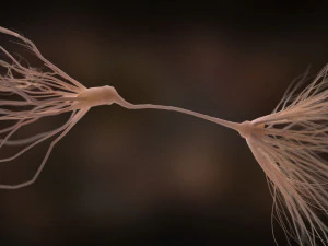 ultra realistic neurons set of 9 unique variations 3D Model
