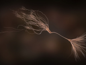 ultra realistic neurons set of 9 unique variations Modèle 3D