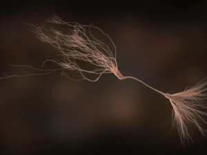 ultra realistic neurons set of 9 unique variations 3D Model