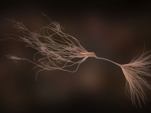 ultra realistic neurons set of 9 unique variations Modèle 3D