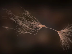 ultra realistic neurons set of 9 unique variations 3D Model