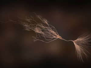 ultra realistic neurons set of 9 unique variations Modèle 3D