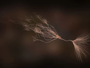 ultra realistic neurons set of 9 unique variations 3D Model