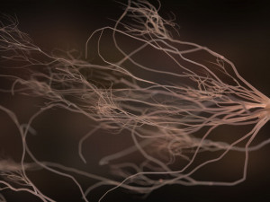 ultra realistic neurons set of 9 unique variations Modèle 3D
