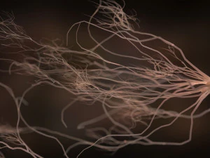 ultra realistic neurons set of 9 unique variations 3D Model