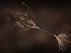 ultra realistic neurons set of 9 unique variations 3D Model