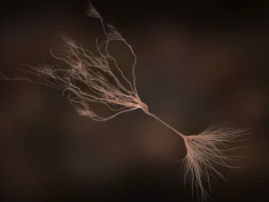 ultra realistic neurons set of 9 unique variations 3D Model