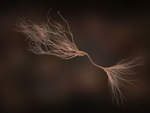 ultra realistic neurons set of 9 unique variations Modèle 3D