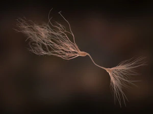 ultra realistic neurons set of 9 unique variations 3D Model