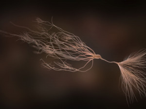 ultra realistic neurons set of 9 unique variations Modèle 3D