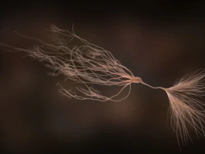 ultra realistic neurons set of 9 unique variations 3D Model