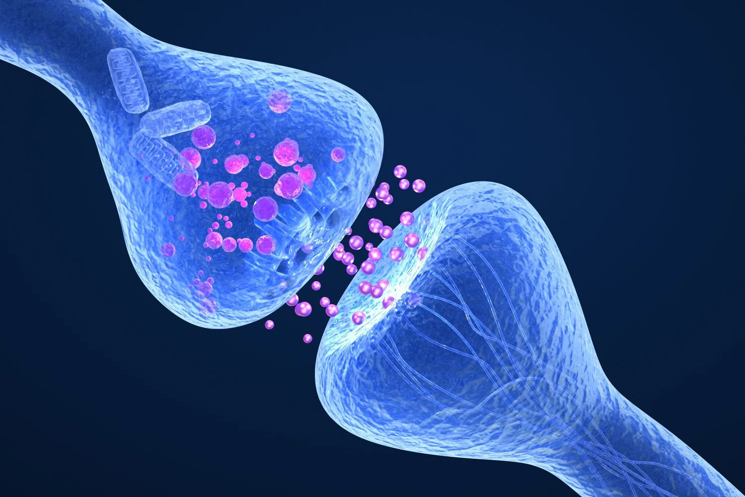 active receptor human brain in details 3D Model .c4d .max .obj .3ds .fbx .stl .blend