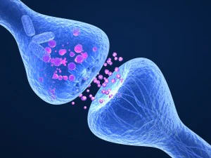 c&eacute;rebro humano receptor ativo em detalhes Modelo 3D