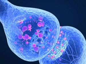 active receptor human brain in details 3D Model