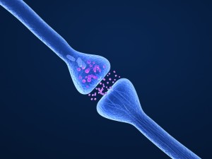 active receptor human brain in details 3D Model
