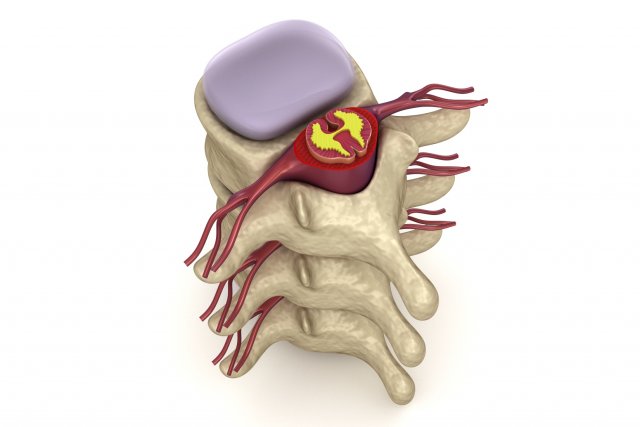 human spine in details nerve disc 3D Model .c4d .max .obj .3ds .fbx .stl .blend 
