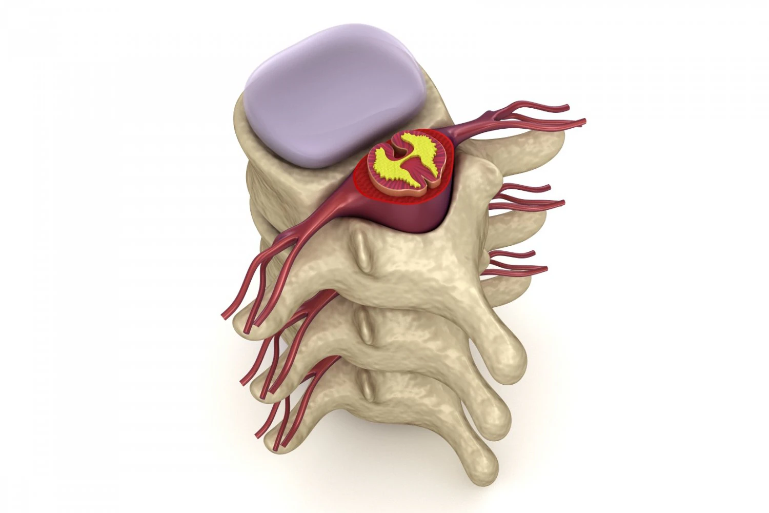 human spine in details nerve disc 3D Model .c4d .max .obj .3ds .fbx .stl .blend 