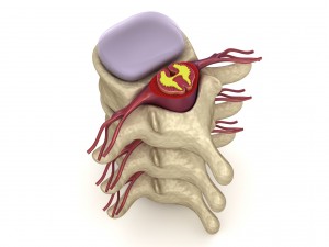 human spine in details nerve disc 3D Model