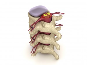 human spine in details nerve disc 3D Model