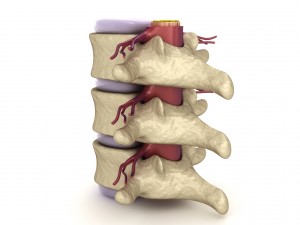 human spine in details nerve disc 3D Model
