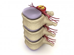 human spine in details nerve disc 3D Model