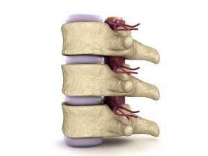 human spine in details nerve disc 3D Model