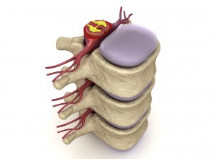 human spine in details nerve disc 3D Model