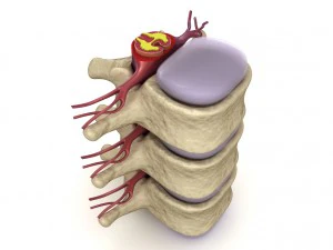 human spine in details nerve disc 3D Model