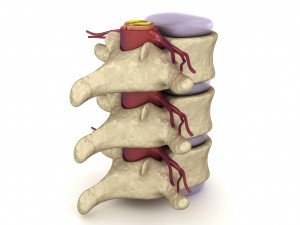 human spine in details nerve disc 3D Model