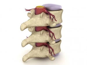 human spine in details nerve disc 3D Model