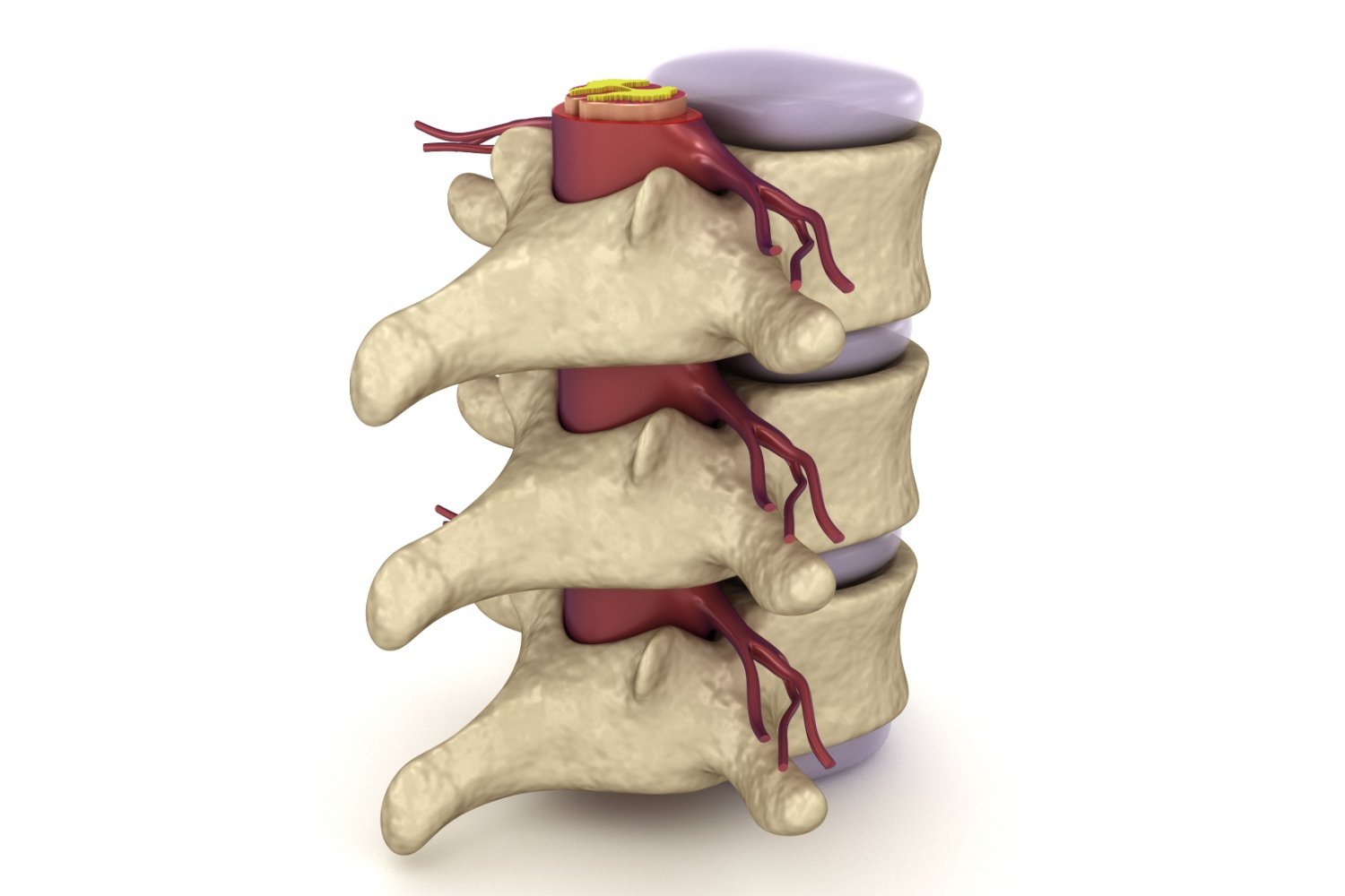 Spine 505 модель