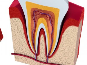 anatomy of healthy teeth and dental implant in jaw 3D Model