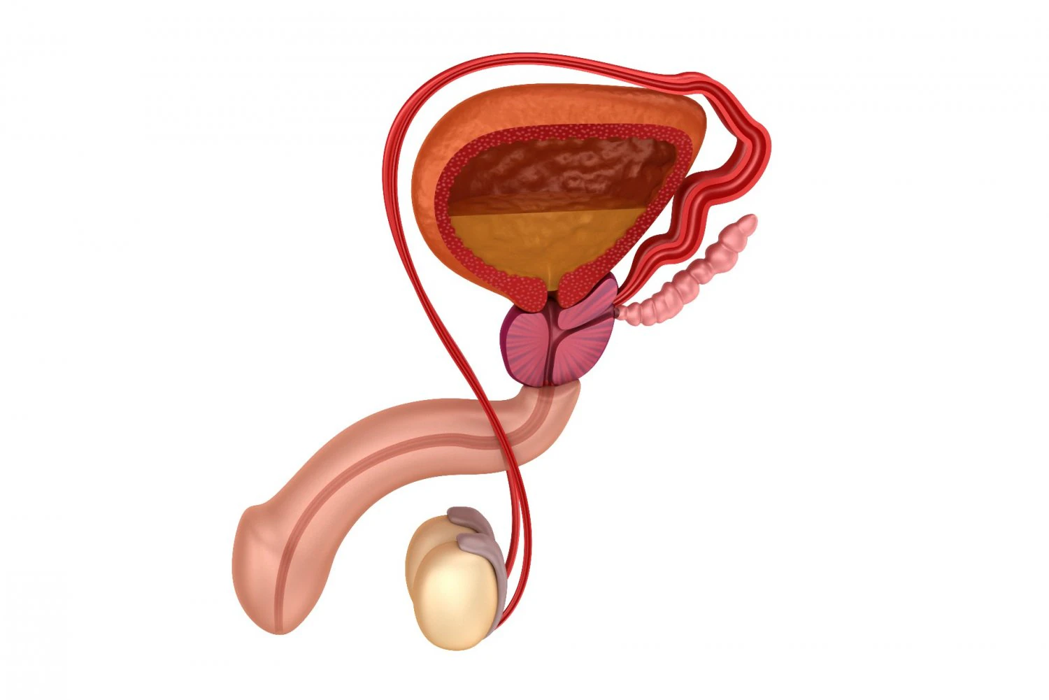 male reproductive system 3D Model .c4d .max .obj .3ds .fbx .stl .blend 