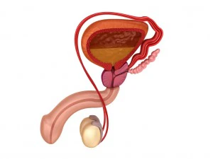 мужская репродуктивная система 3D Модель