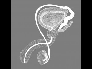 male reproductive system 3D Model