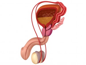 male reproductive system 3D Model