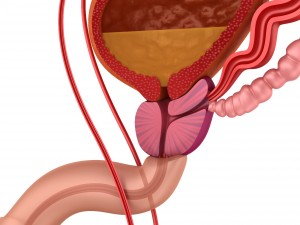 male reproductive system 3D Model