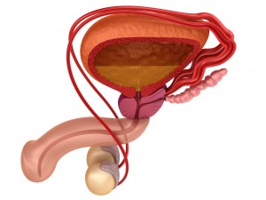 male reproductive system 3D Model