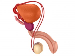 male reproductive system 3D Model