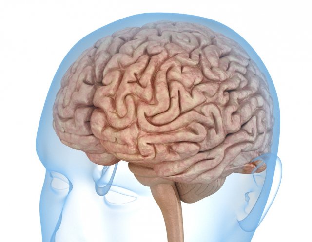 human brain anatomy 3D Model .c4d .max .obj .3ds .fbx .stl .blend 