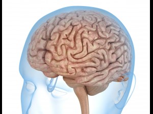 human brain anatomy 3D Model