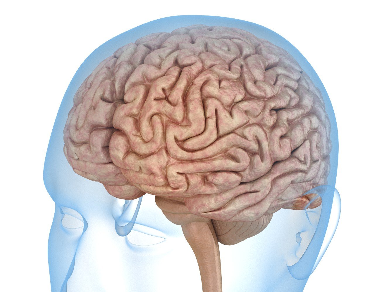 human brain 3d model ceramic