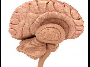 human brain anatomy 3D Model