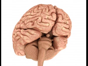 human brain anatomy 3D Model