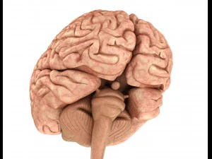 human brain anatomy 3D Model