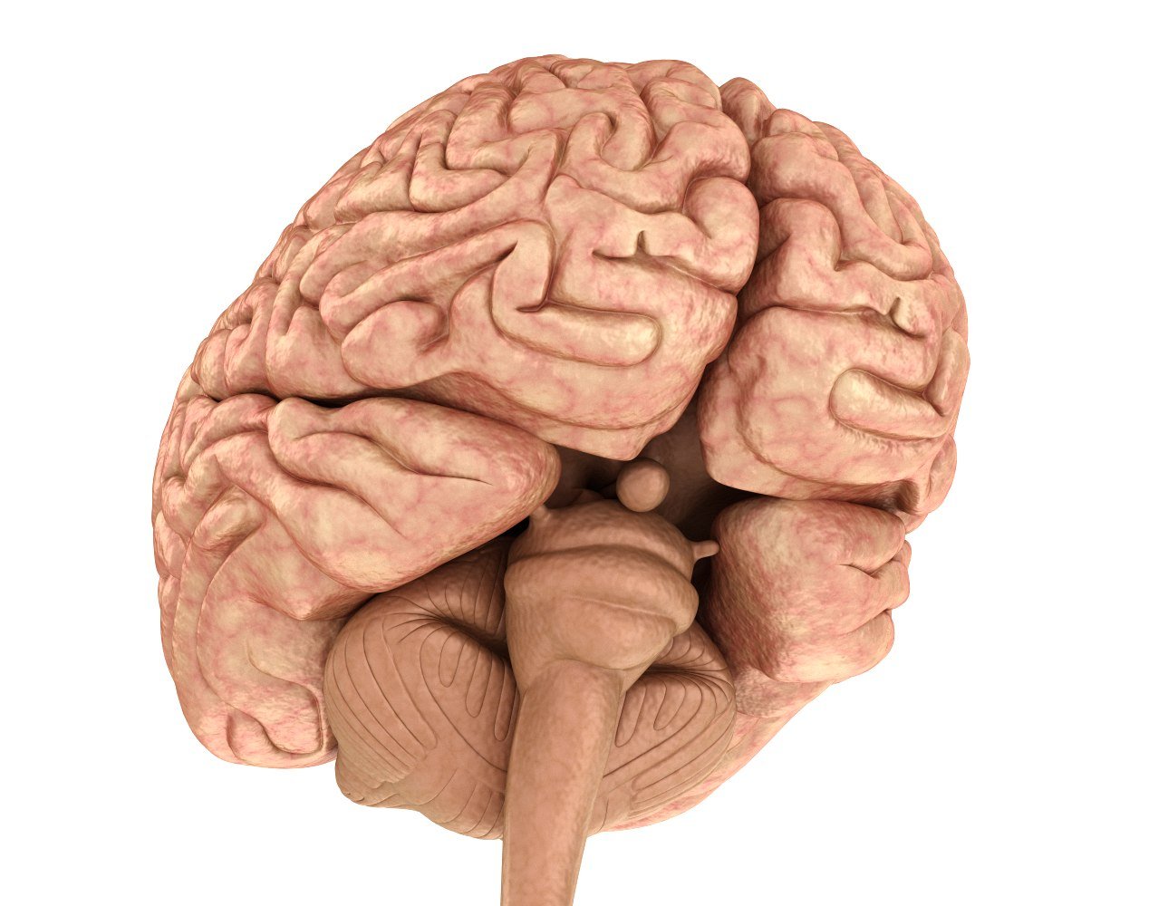 Человеческий головной мозг