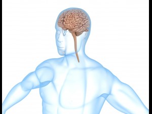 human brain anatomy 3D Model